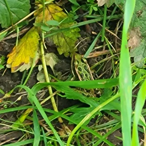 Grenouille léopard