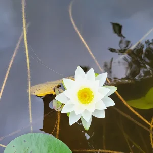Nymphée odorant (nénuphar)