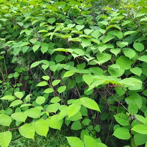 Renouée du Japon (Espèce Exotique Envahissante)